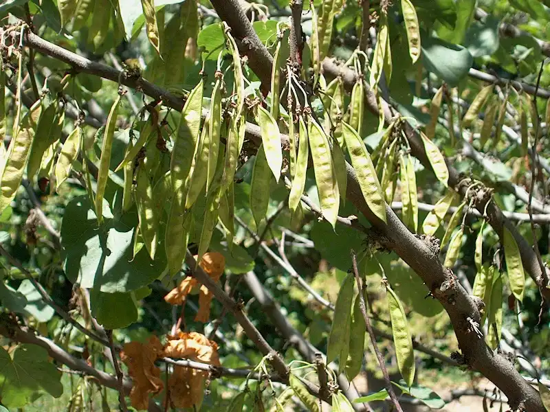 Photo of Cercis canadensis var. orbiculata - Legume:Summit Hopper