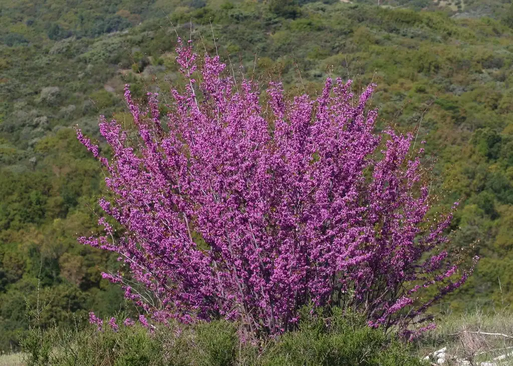 Photo of Cercis canadensis var. orbiculata - Form:David A. Hoffman