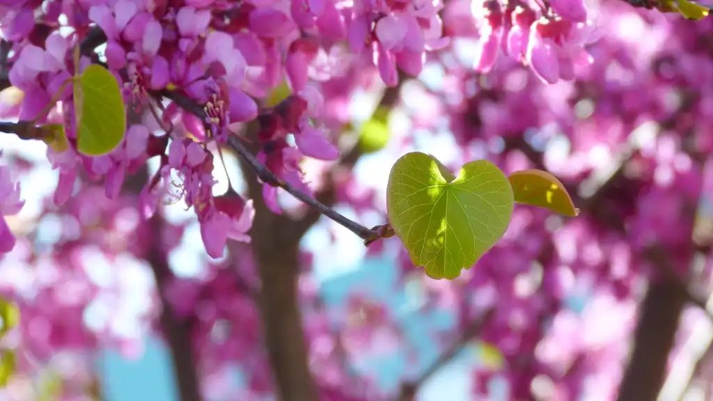Photo of Cercis canadensis var. orbiculata - Leaf close up:Plant Right