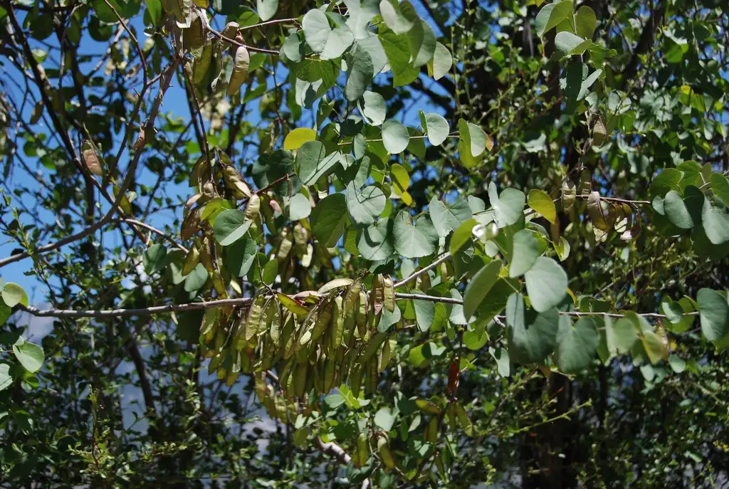Photo of Cercis canadensis var. orbiculata - Foliage:Coley