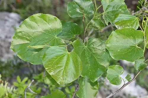Foto de Cercis canadensis var. texensis 'Oklahoma' (Cercis canadensis var. texensis 'Oklahoma's)