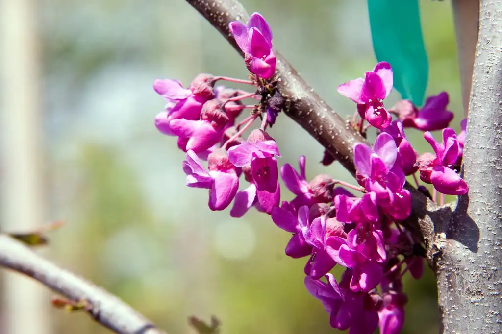 Foto de Cercis canadensis var. texensis 'Oklahoma' (Cercis canadensis var. texensis 'Oklahoma's)
