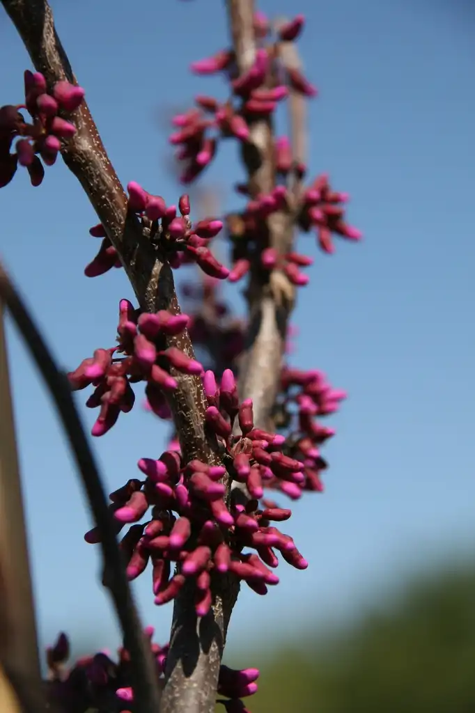 Foto de Cercis canadensis var. texensis 'Oklahoma' - Flower buds:David J. Stang