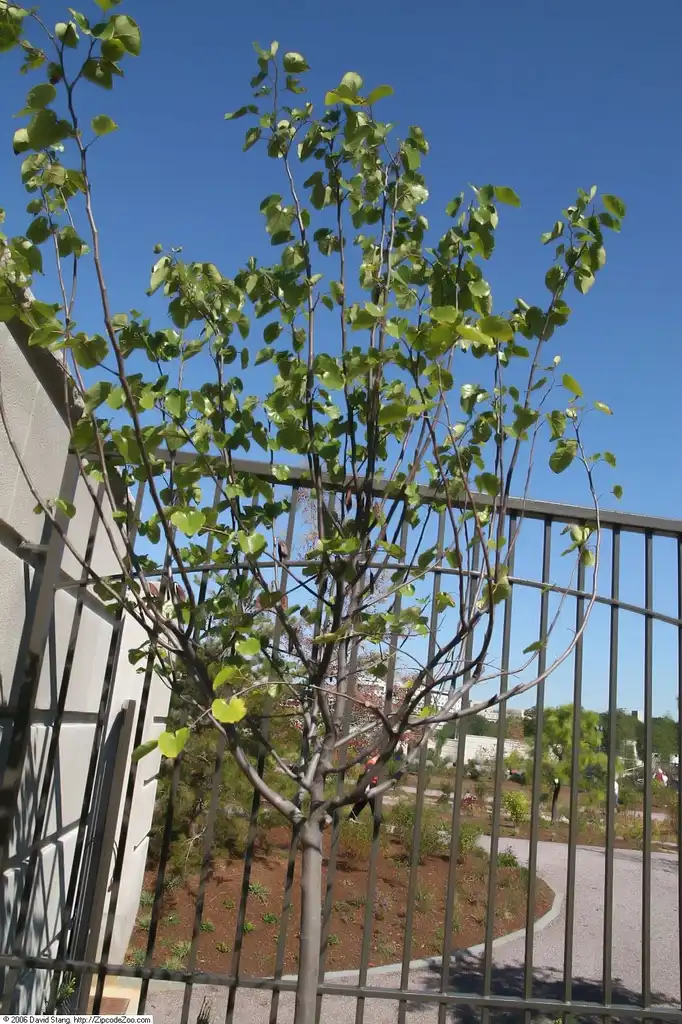 Foto de Cercis canadensis var. texensis 'Oklahoma' - Form:David J. Stang