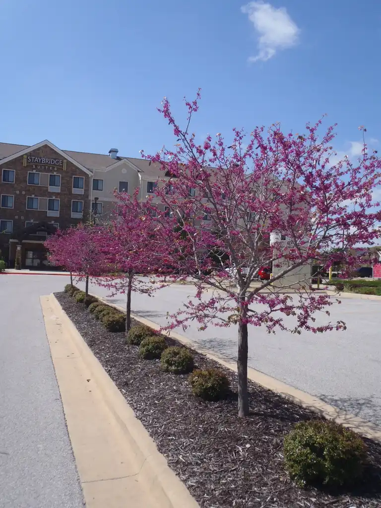 Foto de Cercis canadensis var. texensis 'Oklahoma' - Flower Form:Jim Robbins