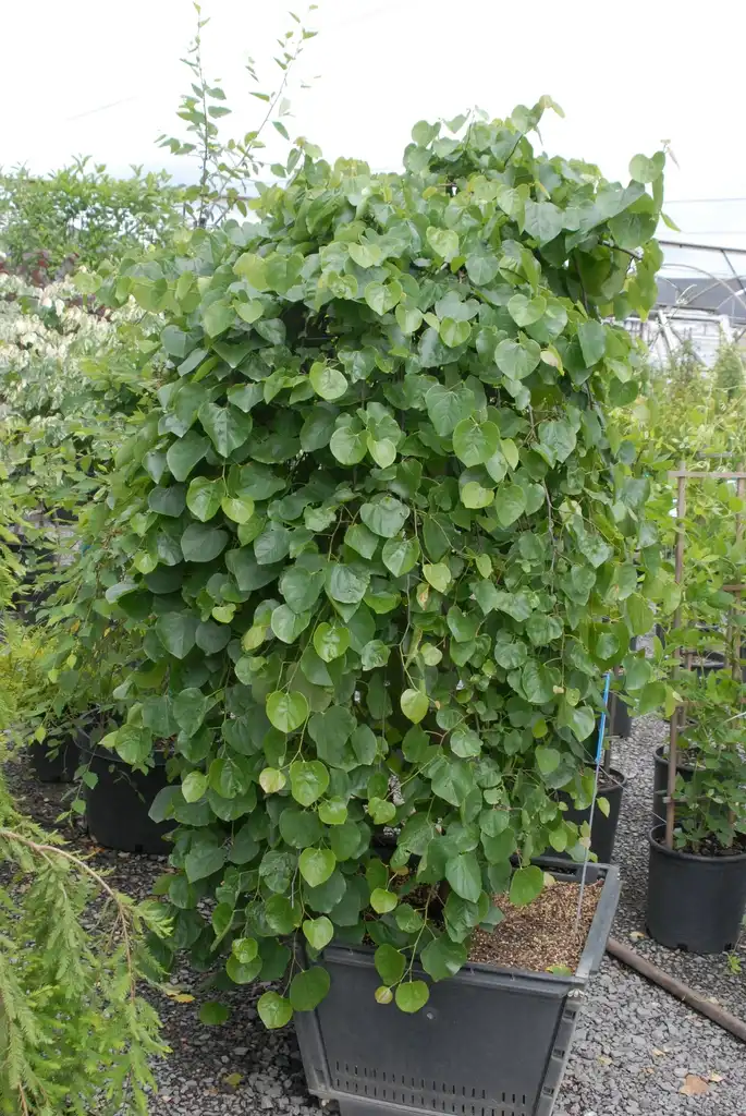 Photo of Cercis canadensis var. texensis 'Traveller' (Cercis canadensis var. texensis 'Traveller's)
