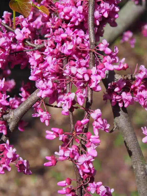 Photo of Cercis canadensis var. texensis 'Traveller' (Cercis canadensis var. texensis 'Traveller's)