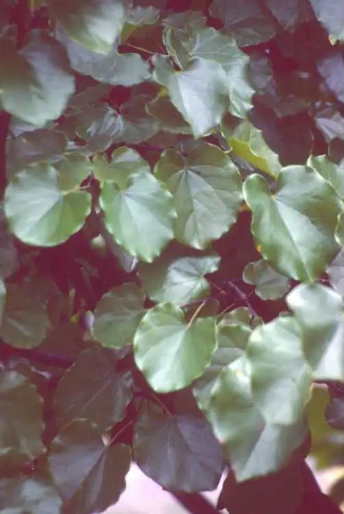 Photo of Cercis canadensis var. texensis 'Traveller' - Foliage:JC Raulston Arboretum