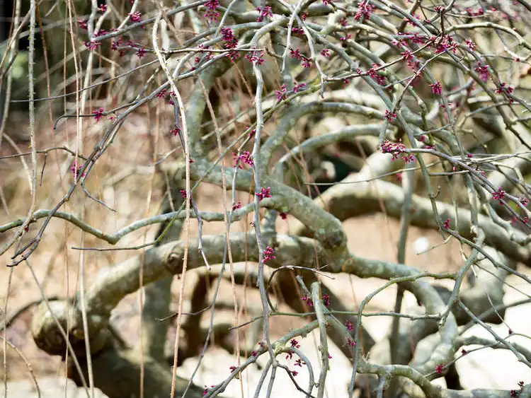 Photo of Cercis canadensis var. texensis 'Traveller' - Formation:JC Raulston Arboretum