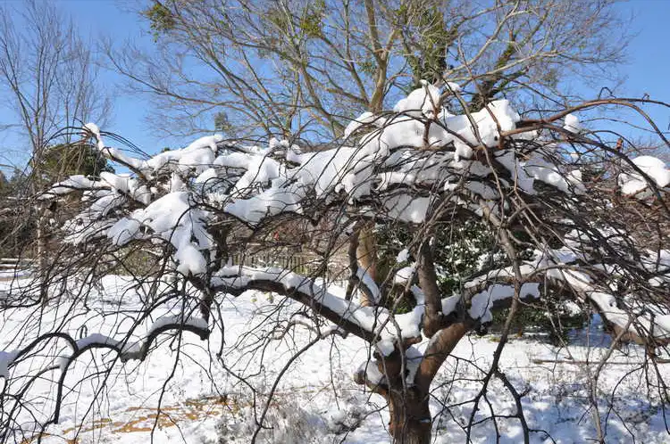 Photo of Cercis canadensis var. texensis 'Traveller' - Winter form:JC Raulston Arboretum
