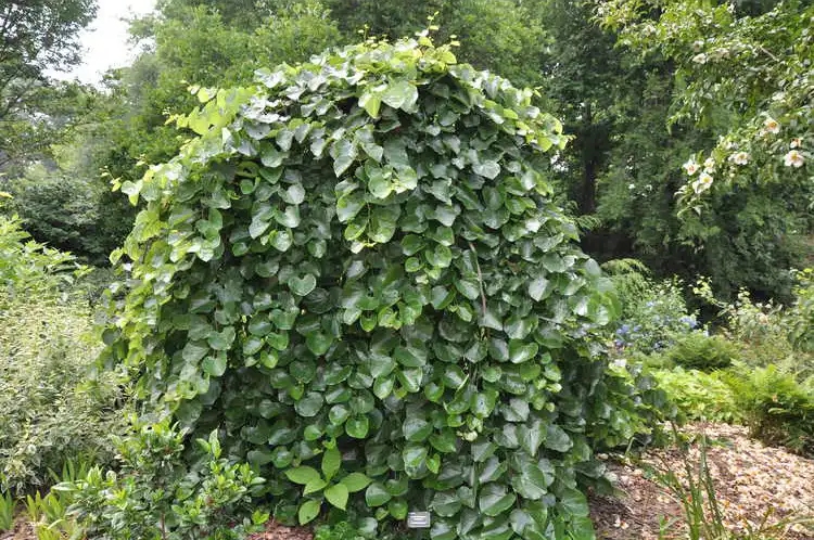 Photo of Cercis canadensis var. texensis 'Traveller' - Habit:JC Raulston Arboretum