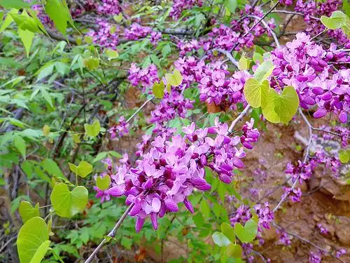 Фото Cercis canadensis var. texensis (Cercis canadensis var. texensiss)