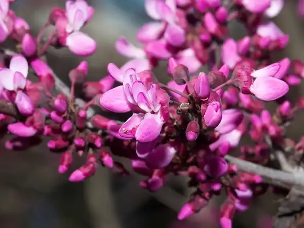 Фото Cercis canadensis var. texensis (Cercis canadensis var. texensiss)