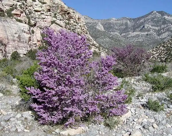 Фото Cercis canadensis var. texensis - Native habitat:Stan Shebs