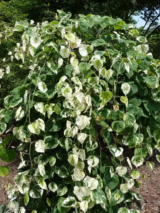 Photo of Cercis canadensis 'Whitewater' (Cercis canadensis 'Whitewater's)