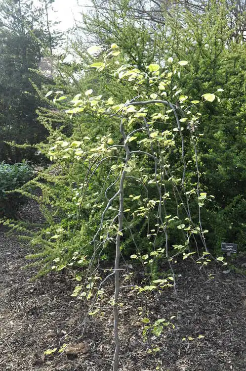 Photo of Cercis canadensis 'Whitewater' (Cercis canadensis 'Whitewater's)