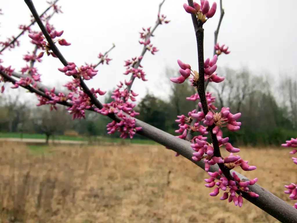 Photo of Cercis canadensis 'Whitewater' - Stem and buds:beautifulcataya