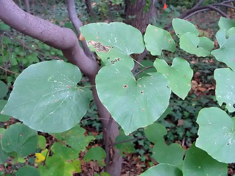 Cercis canadensis(American Judas Tree, American Redbud, Eastern Redbud, Judas Tree, Mexican Redbud, Redbud, Texas Redbud) leaves