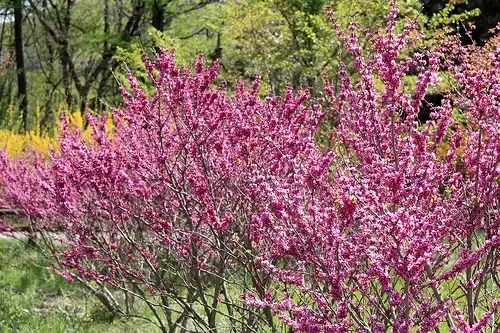 Photo of Cercis chinensis (Cercis chinensiss)