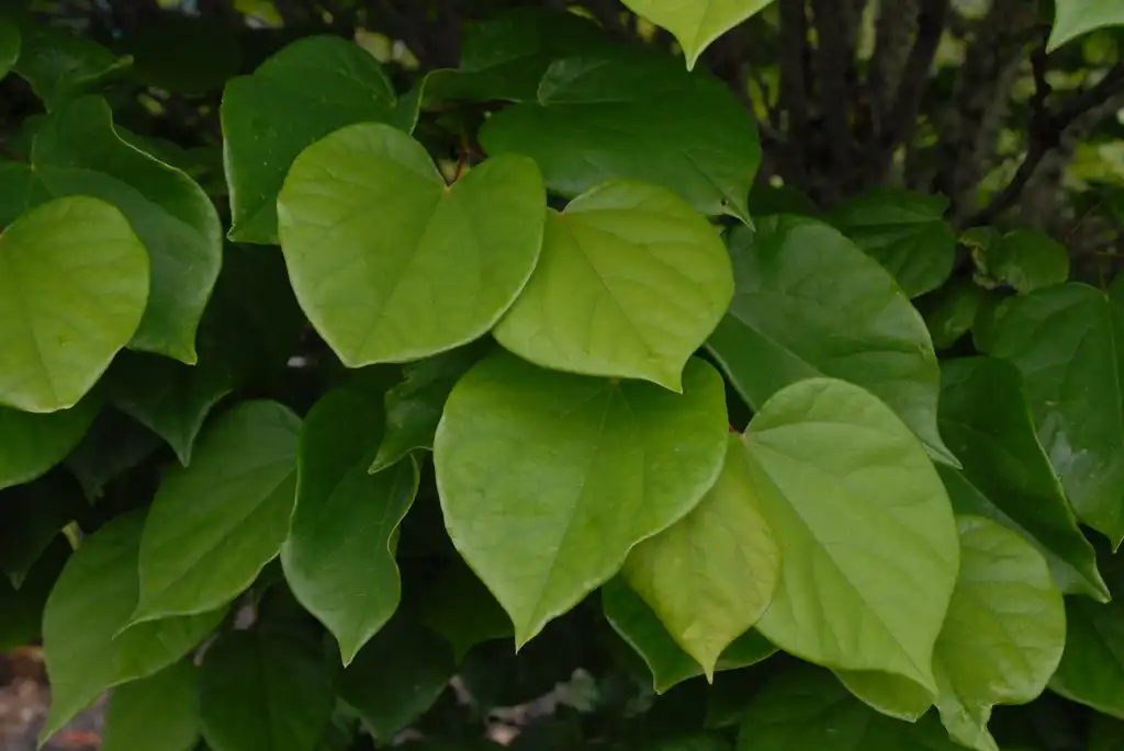 Photo of Cercis chinensis (Cercis chinensiss)