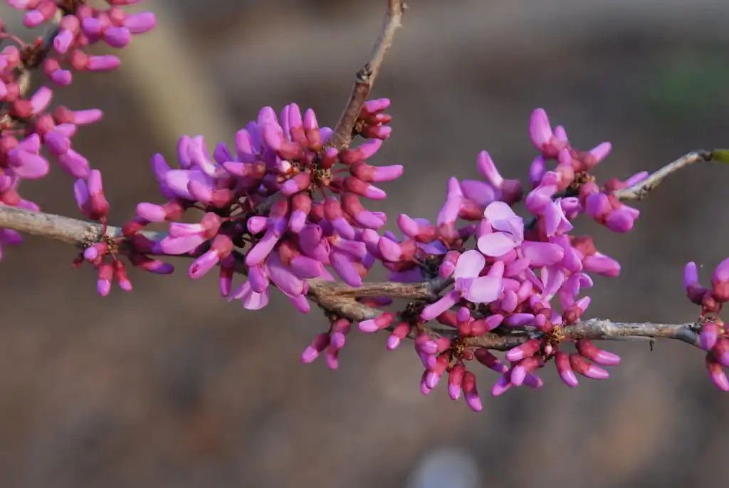 Photo of Cercis chinensis - 'Avondale' Flower and Stems:Jim Robbins