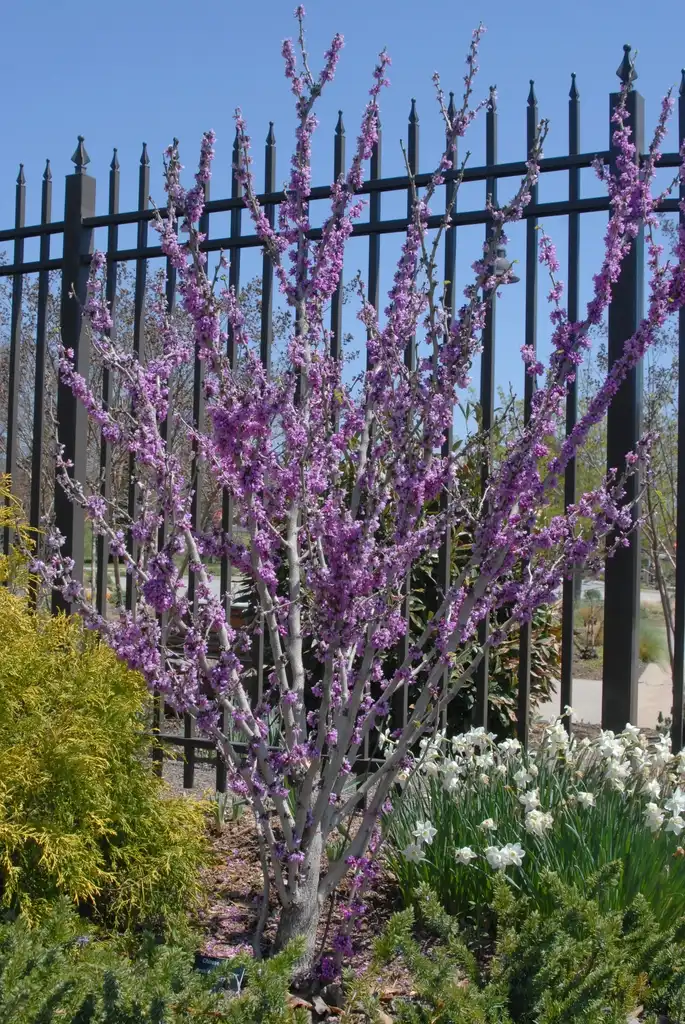 Photo of Cercis chinensis - 'Don Egolf' Flower Form:Jim Robbins