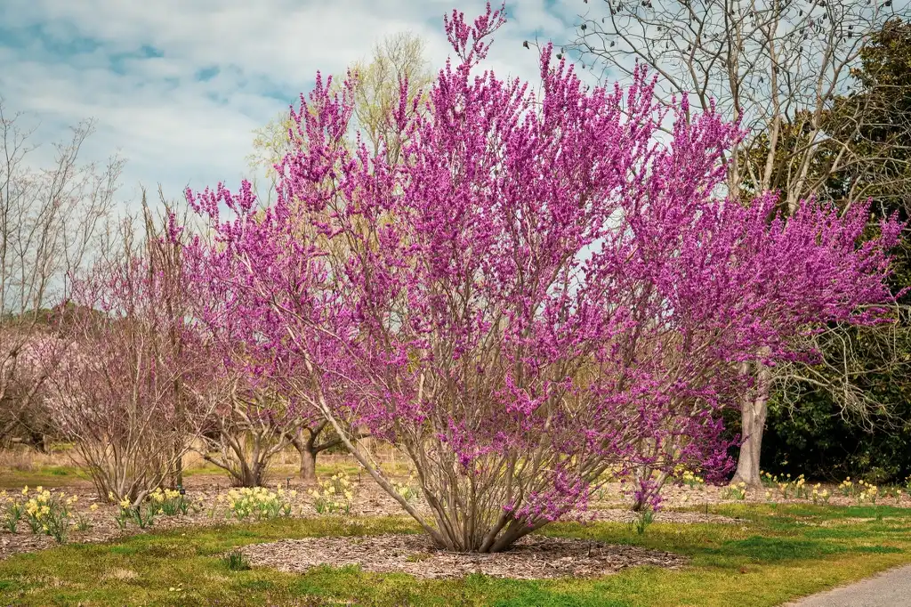 Photo of Cercis chingii (Cercis chingiis)