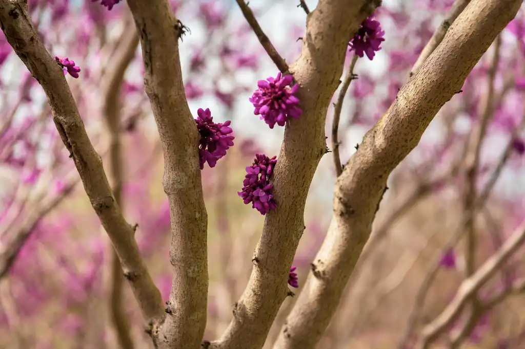 Photo of Cercis chingii (Cercis chingiis)