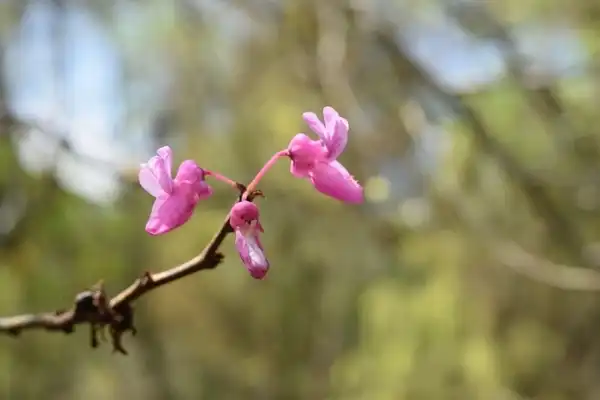 Photo of Cercis chingii - Observed at the Charles R. Keith Arboretum, Orange County, NC:David Roberts