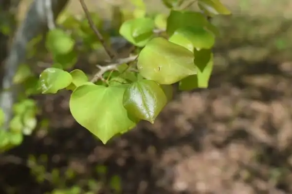 Photo of Cercis chingii - Observed at the Charles R. Keith Arboretum, Orange County, NC:David Roberts