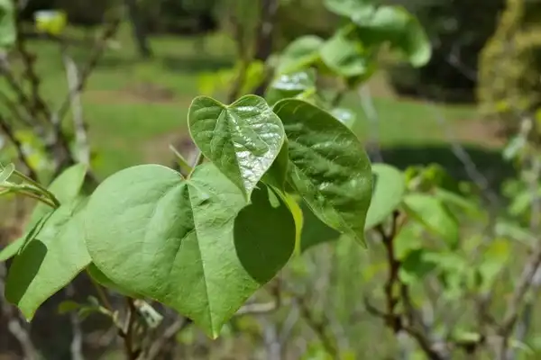Photo of Cercis chingii - Observed at the Charles R. Keith Arboretum, Orange County, NC:David Roberts