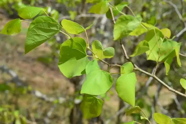 Photo of Cercis chingii - Observed at the Charles R. Keith Arboretum, Orange County, NC:David Roberts