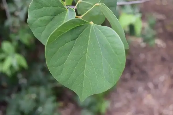 Photo of Cercis chingii - Observed at the JC Raulston Arboretum. Raleigh, NC.:David Roberts