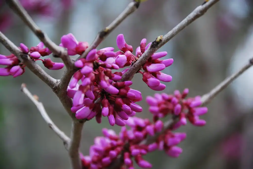 Foto de Cercis gigantea (Cercis giganteas)