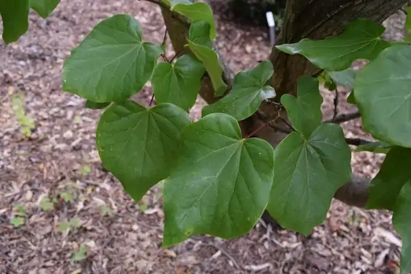 Foto de Cercis gigantea - Leaf:David Roberts