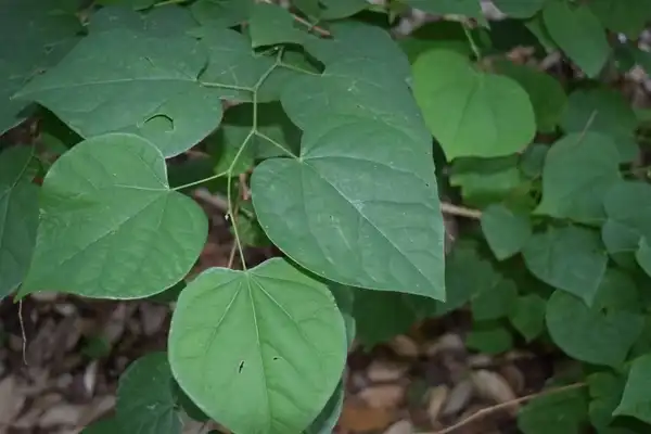 Photo of Cercis glabra (Cercis glabras)