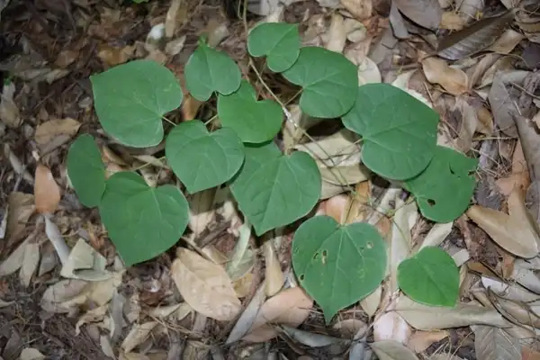 Photo of Cercis glabra (Cercis glabras)