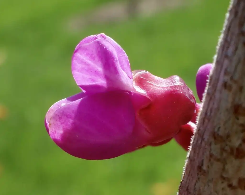 Photo of Cercis glabra - Flower:Arb O'Retum