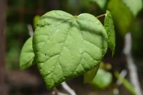 Foto de Cercis griffithii (Cercis griffithiis)