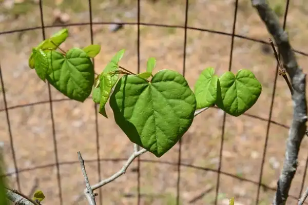 Foto de Cercis griffithii (Cercis griffithiis)