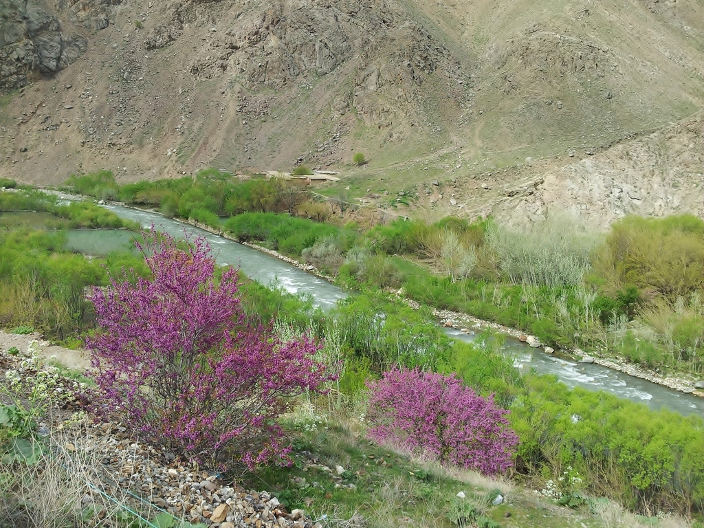 Foto de Cercis griffithii - Habitat:Nasser Halaweh