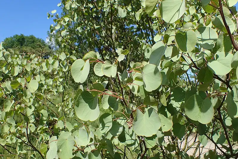 Foto de Cercis griffithii - Form:Krzysztof Ziarnek, Kenraiz
