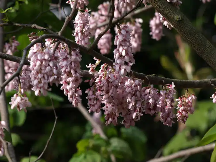Photo of Cercis racemosa (Cercis racemosas)