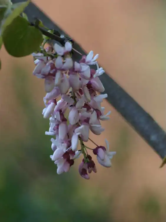 Photo of Cercis racemosa (Cercis racemosas)