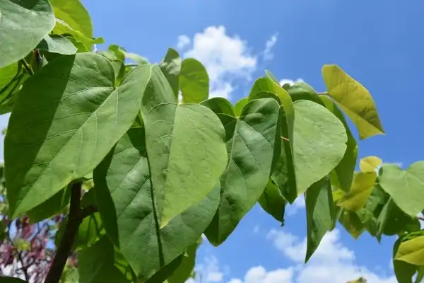 Photo of Cercis racemosa - Observed at the JC Raulston Arboretum. Raleigh, NC.:David Roberts