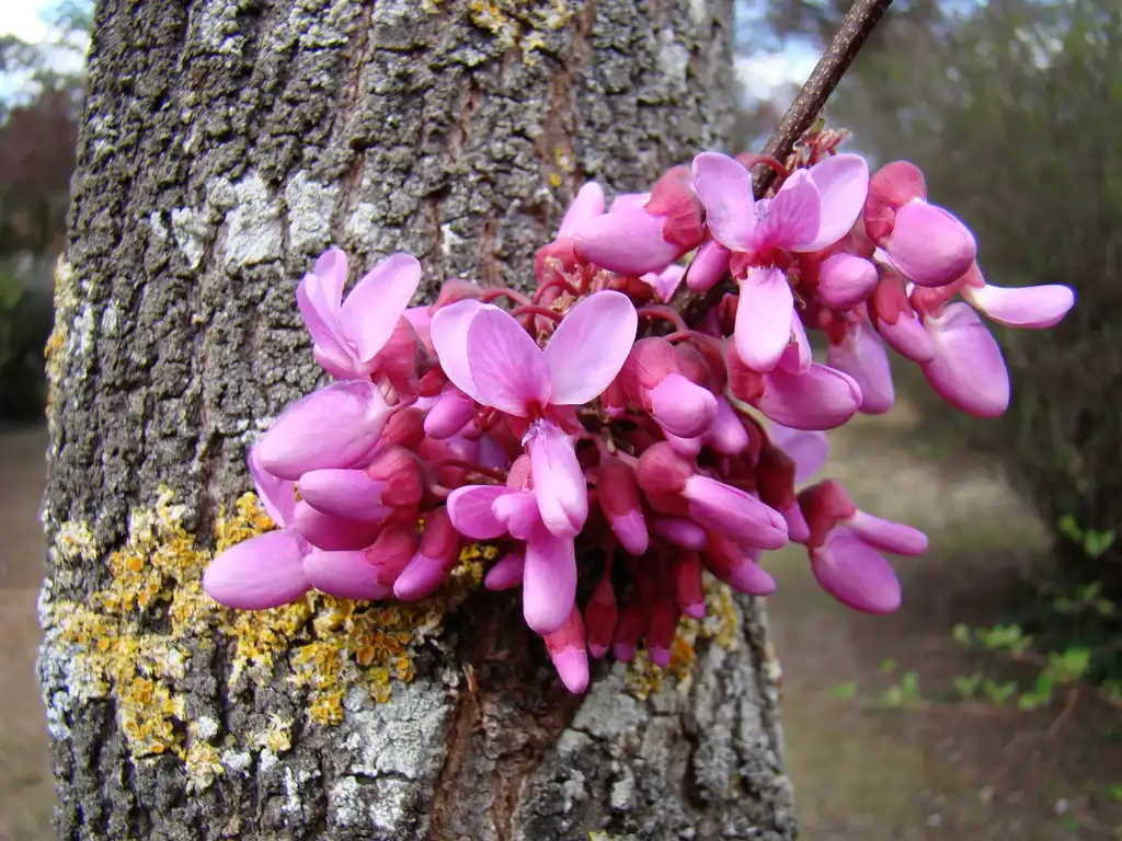 Photo of Cercis siliquastrum (Cercis siliquastrums)