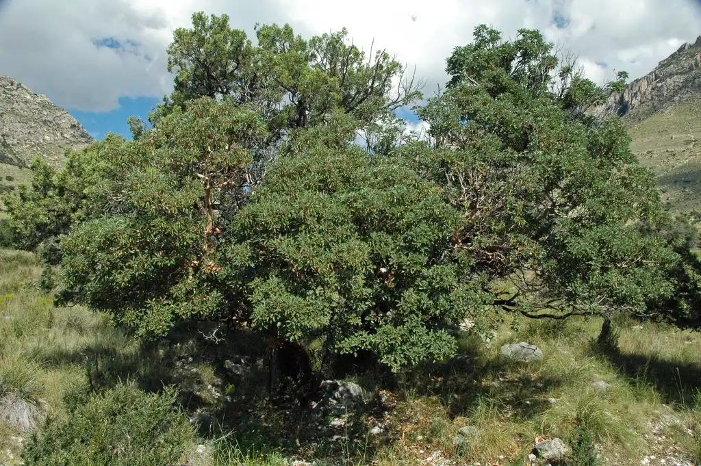 Photo of Cercocarpus montanus (Cercocarpus montanuss)