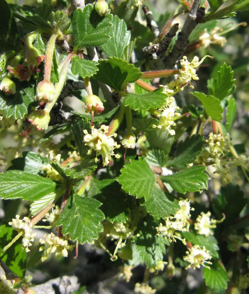 Photo of Cercocarpus montanus (Cercocarpus montanuss)