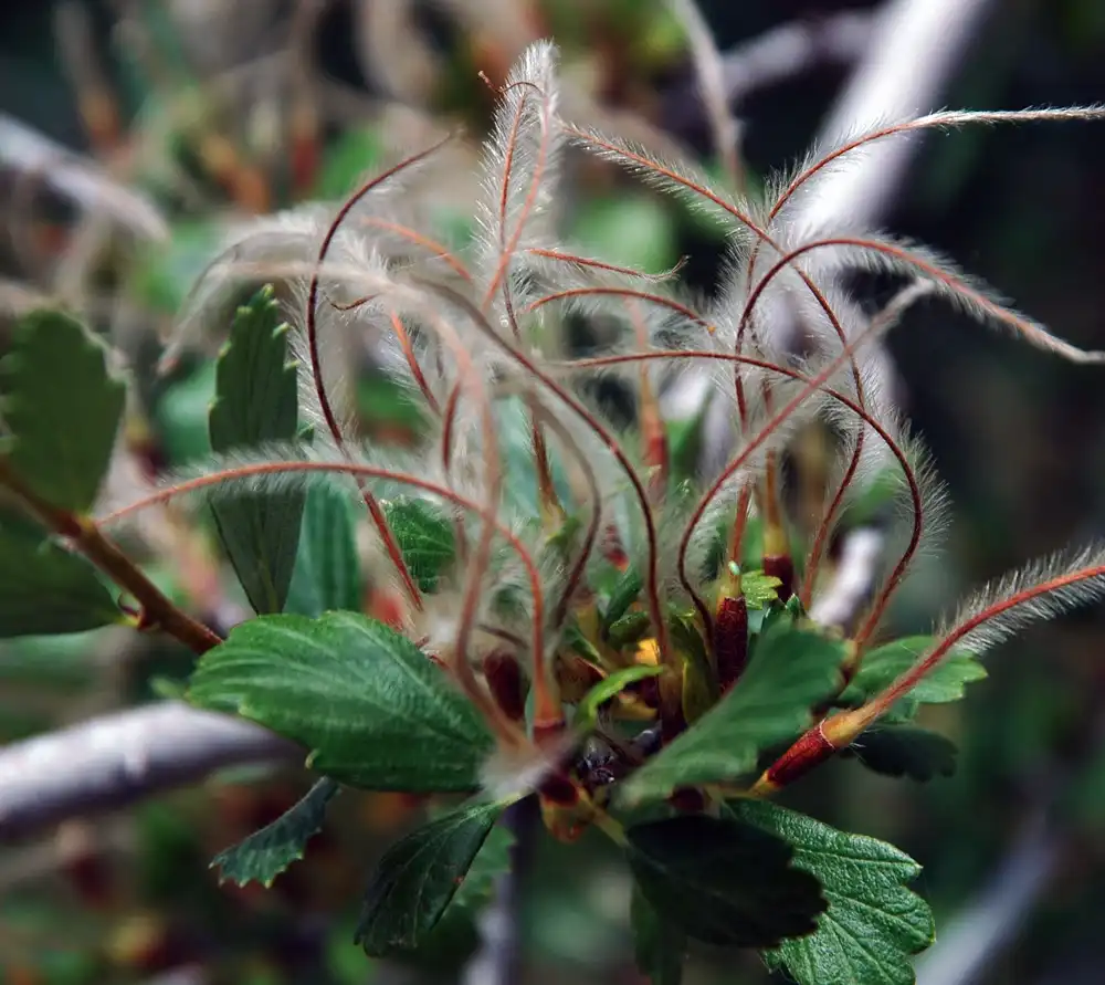 Photo of Cercocarpus montanus - Fruit:Cory Maylett