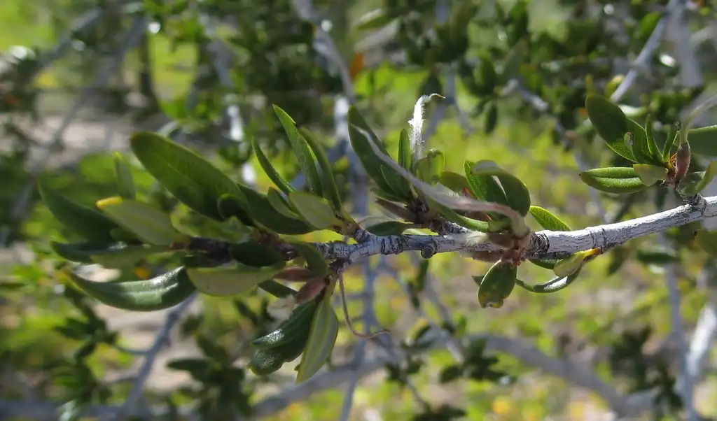 Photo of Cercocarpus montanus - Leaves:brewbooks